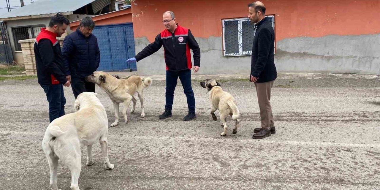 Erzincan’da sokak köpeklerine kuduz aşısı