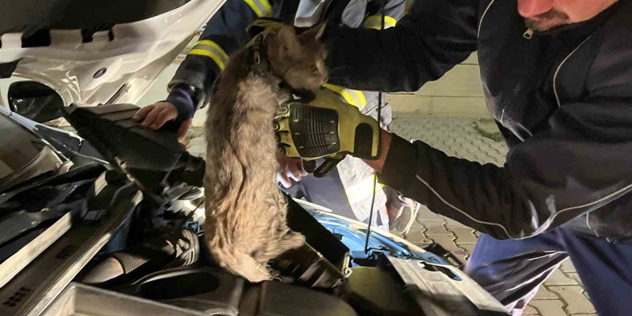 Erzincan’da aracın motor bölmesine sıkışan kediyi itfaiye ekipleri kurtardı
