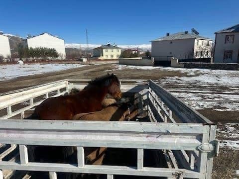Kış şartları öncesi önlem: Başıboş binek hayvanları toplatıldı