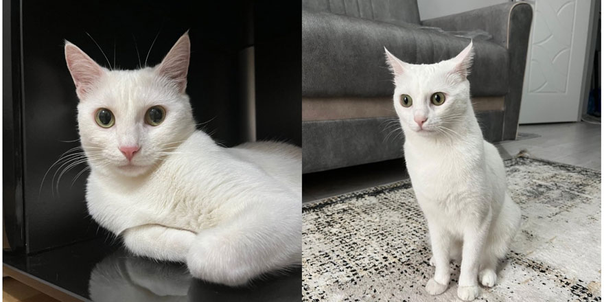 Kars’ta “Pamuk” isimli kedi kayıp