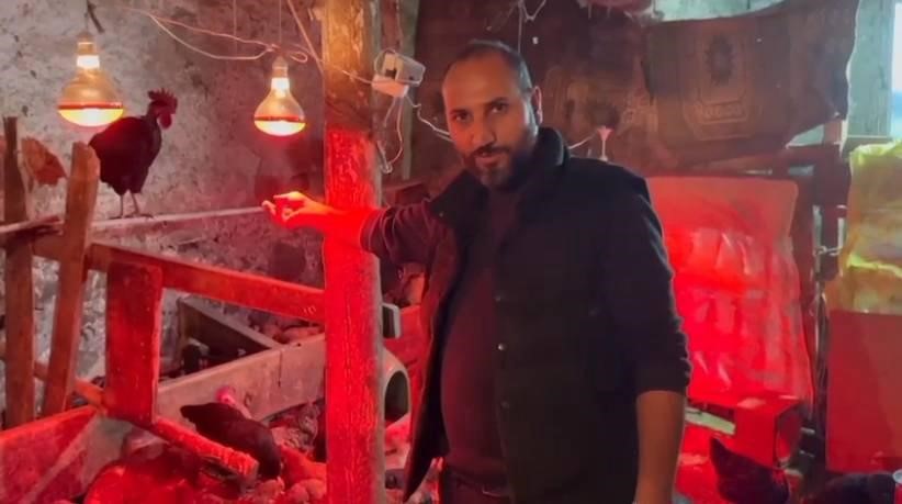 Tavuklara müzikli terapi: "Yumurta verimi arttı"