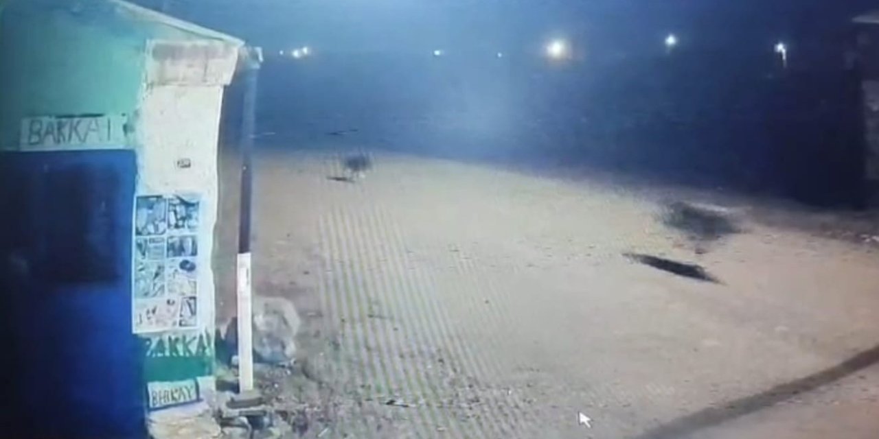 Kars’ta kurtlar tilkiyi, köpekler kurtları kovaladı