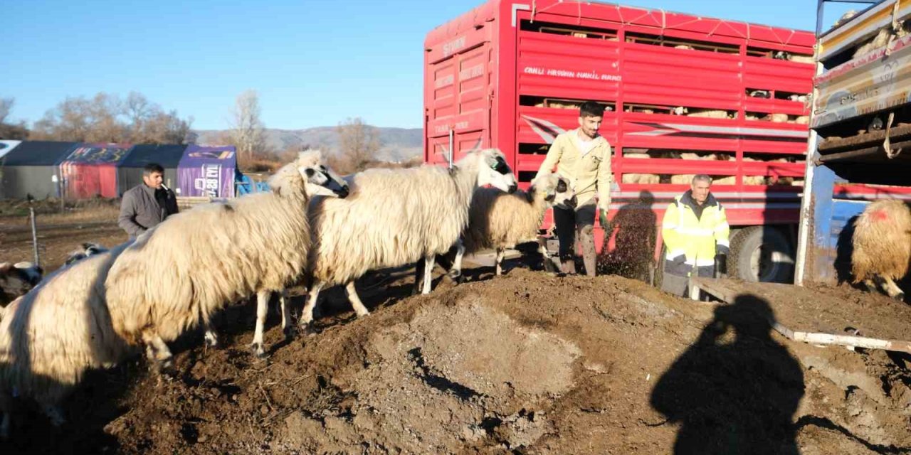 Erzincan’da soğuk hava nedeniyle sürüler yayladan indirildi