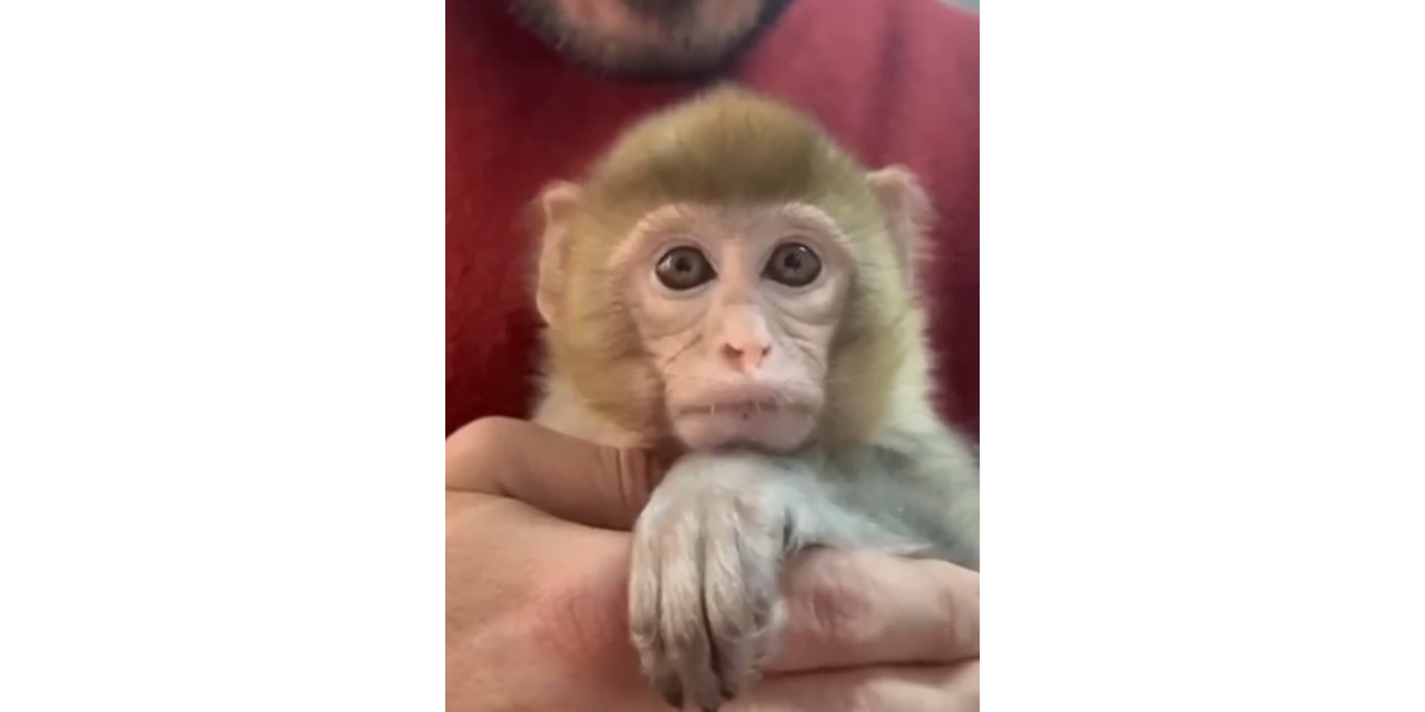 Elazığ’da yakalanan maymun koruma altına alındı