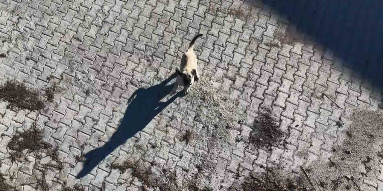 Yavru kangalın dronla imtihanı