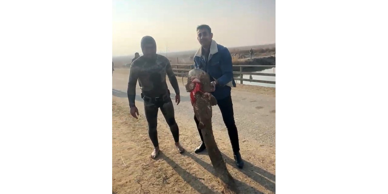 Olta yok, ağ yok: Karasu Çayı’nda çıplak elle yayın balığı avı