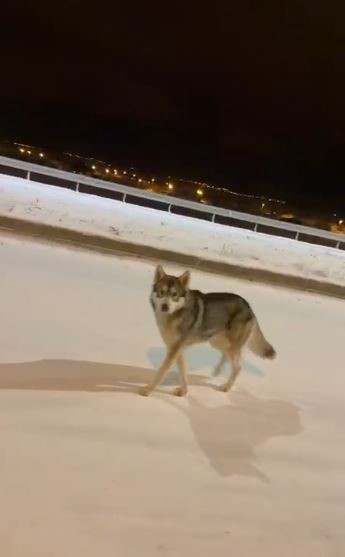 Ardahan’da şehre inen kurt görüntülendi