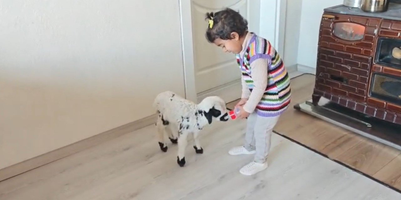 Annesinin reddettiği kuzuya 3 yaşındaki Ezo’nun şefkati yürekleri ısıttı