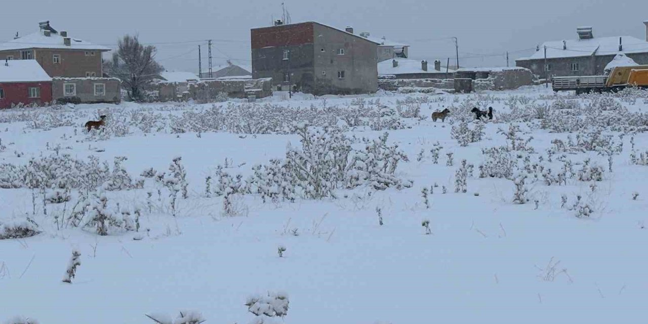 Diyadin’de başıboş köpekler tedirgin ediyor