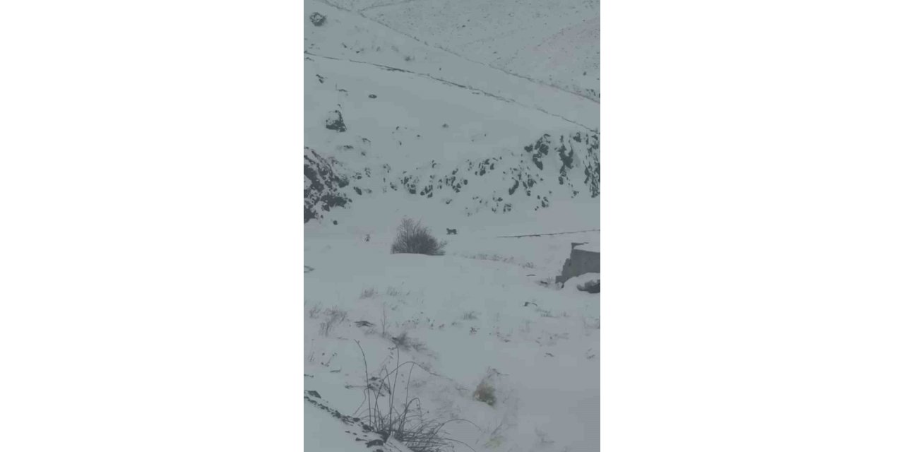 Iğdır’da aç kalan 3 vaşak köye indi