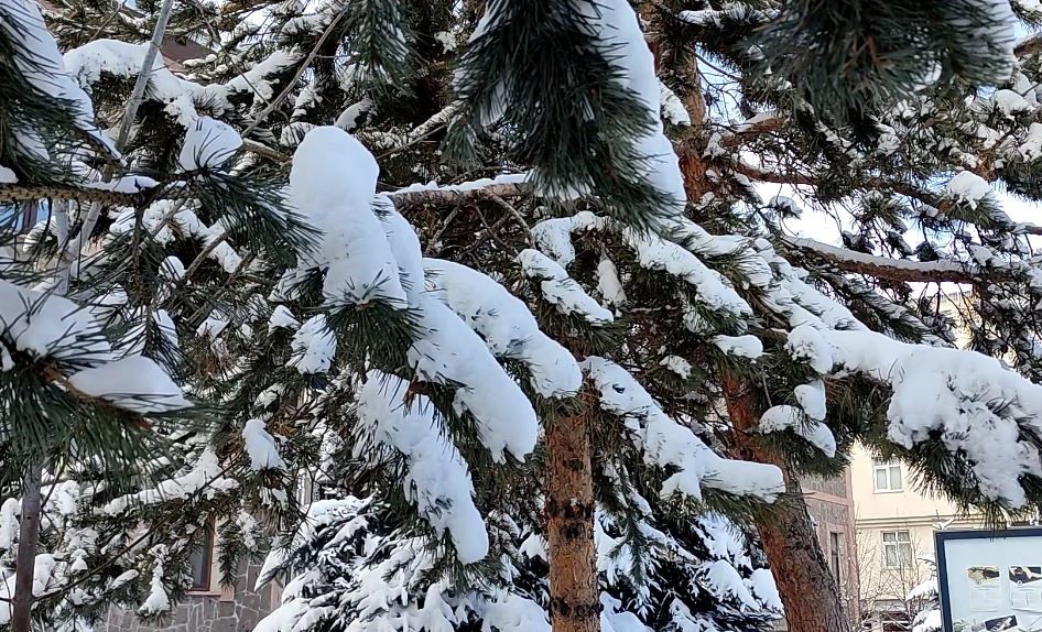 Kar yağışının ardından ağaçlarda kartpostallık görüntü