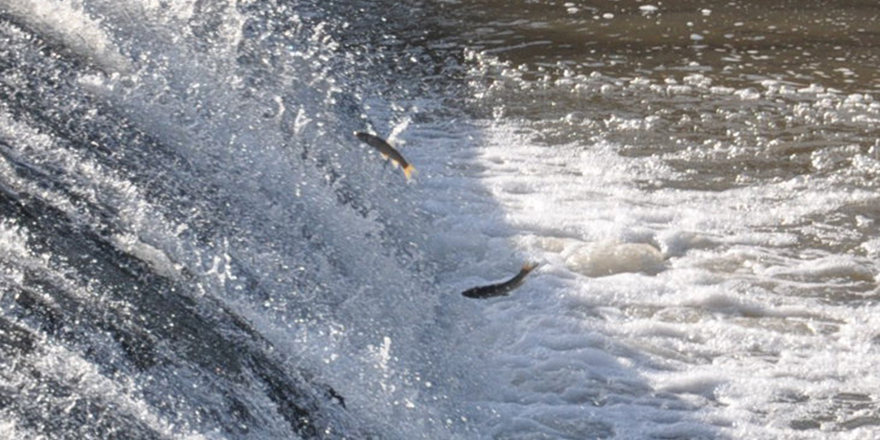 Kars'ta tatlı su kefallerinin zorlu göçü başladı