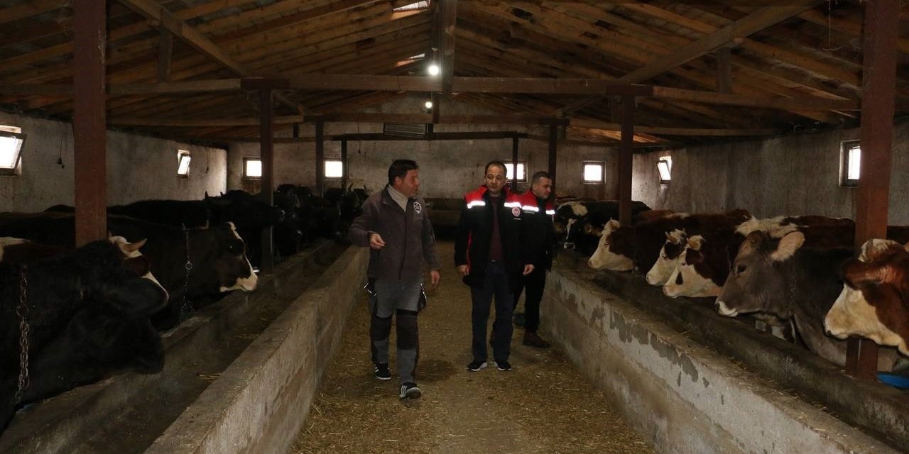 Erzincan’da manda yetiştiriciliği için araştırmalar sürüyor
