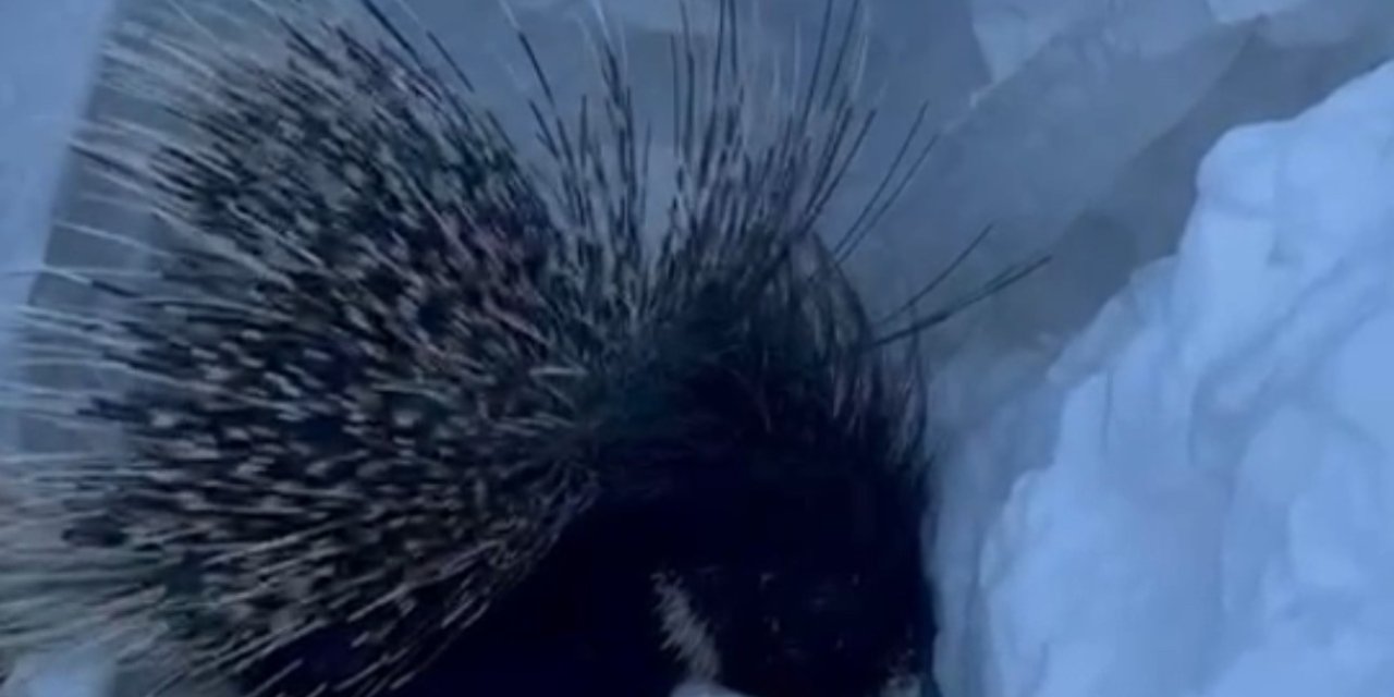 Yüksekova’da Hint oklu kirpi görüntülendi