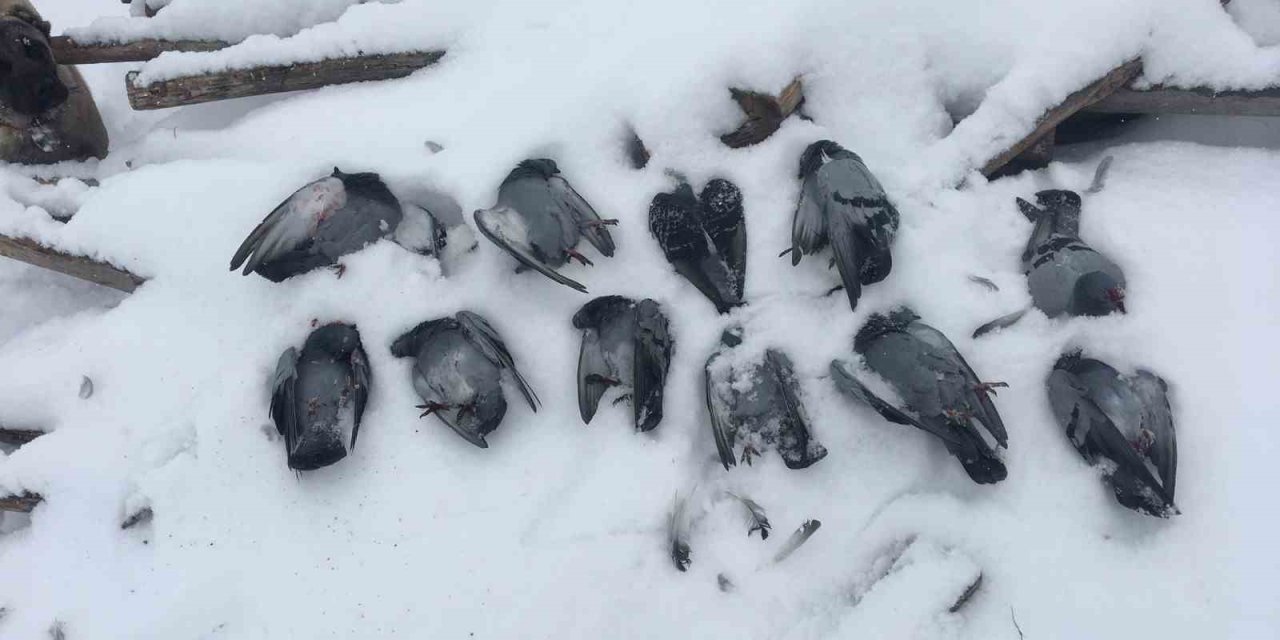 Elazığ’da onlarca güvercin donarak telef oldu