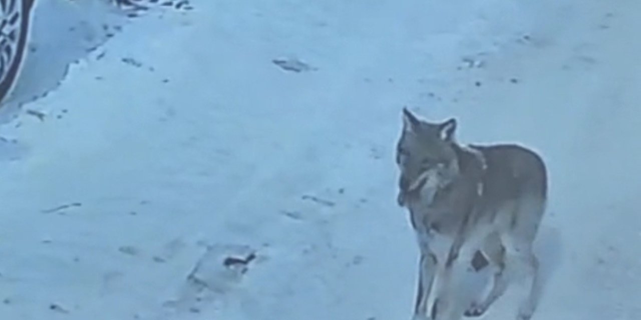 Tatvan’da gündüz vakti kurt görüldü