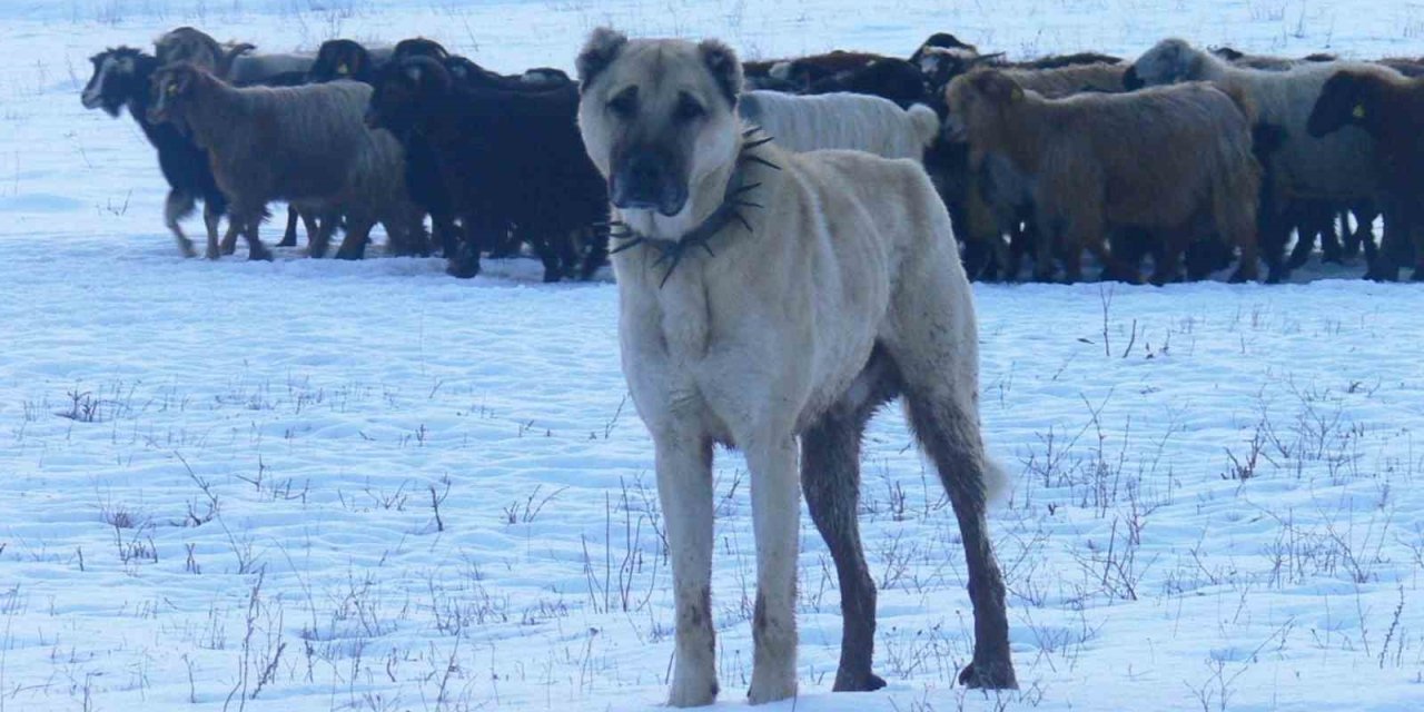 Atatürk’ün onayıyla Erzurum’dan okyanusu aşan köpekler
