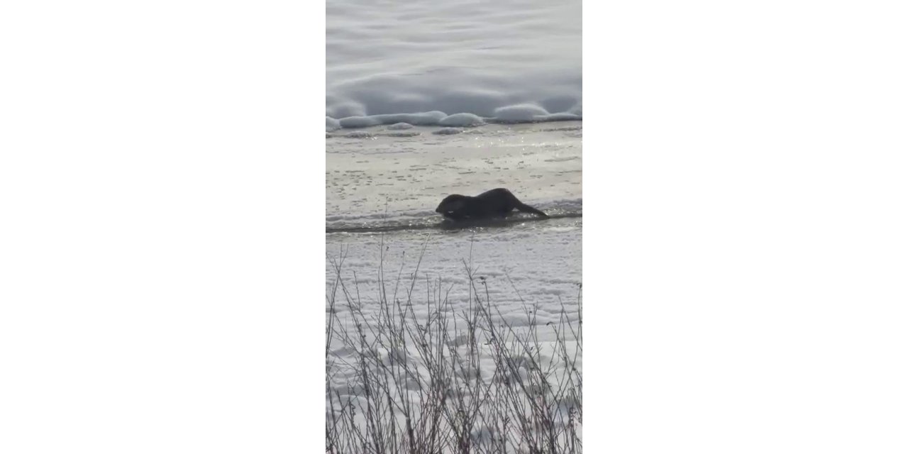 Murat Nehri’nde su samurları görüntülendi