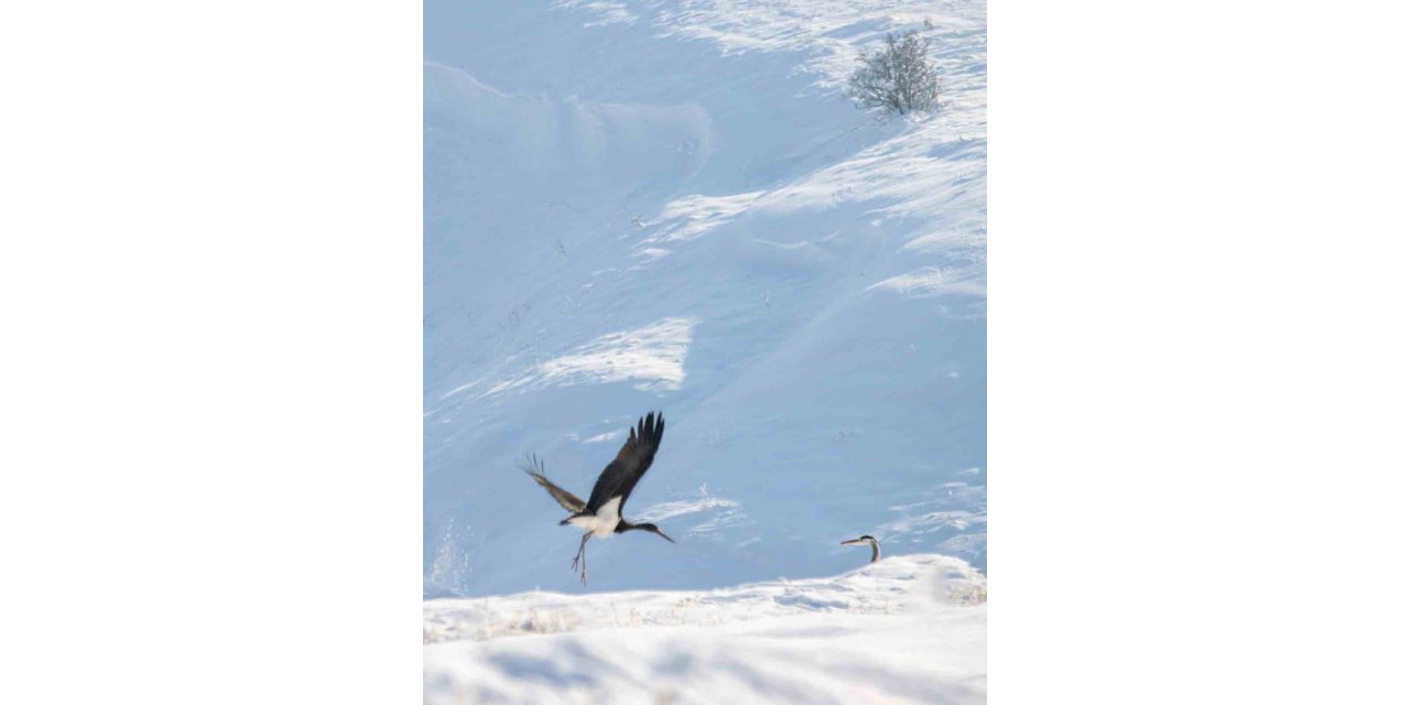 Göç etmeyi unutan kara leylekler Elazığ’da görüldü