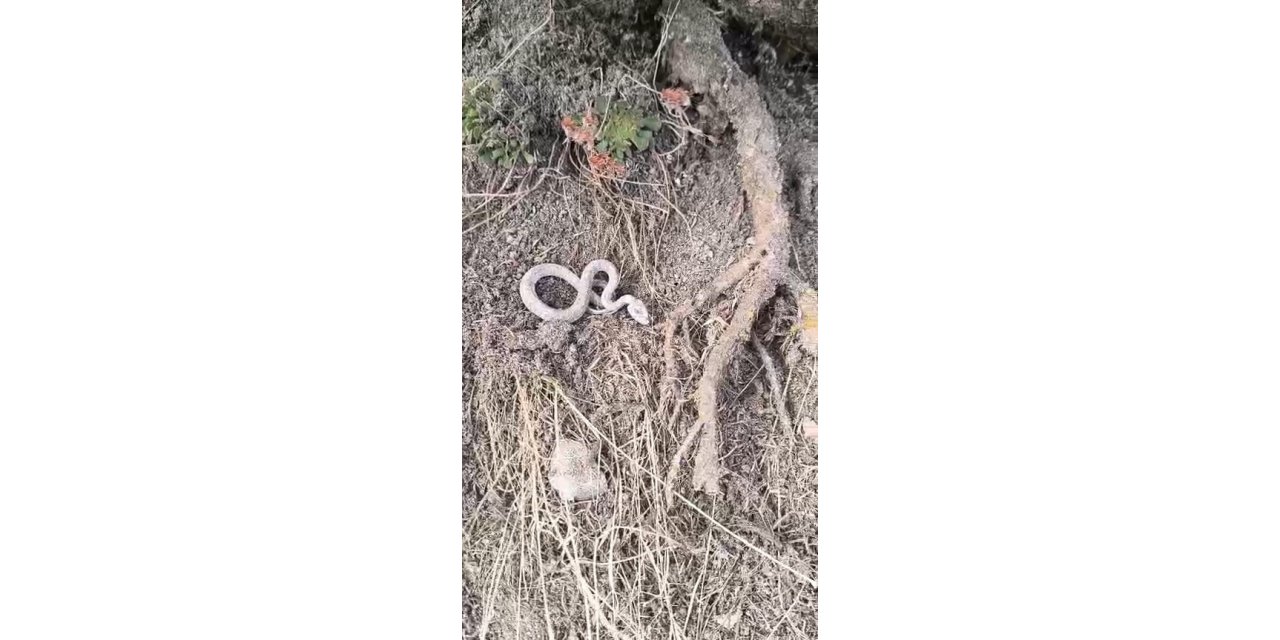 Kış uykusuna yatmayan yılan kameralara yansıdı