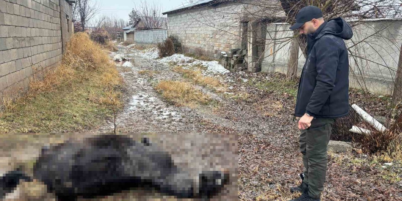 Erzincan’da at ve eşek silahla katledildi