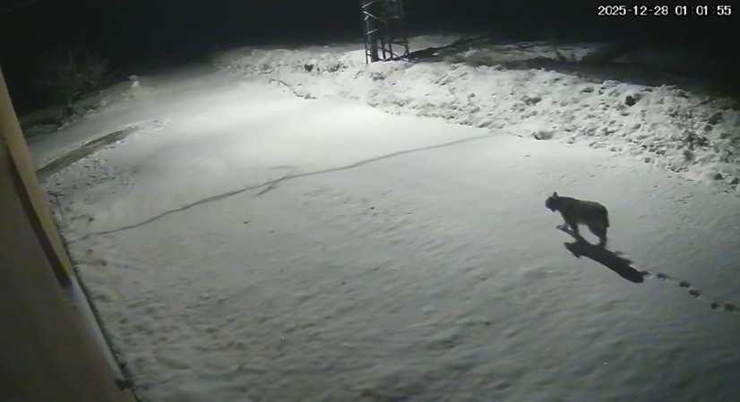 Malatya’da ‘vaşak görüntülendi