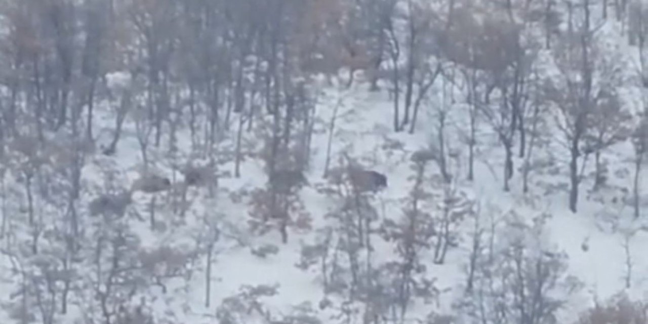 Malatya’da aç kalan domuz ve kurtlar, yerleşim yerlerine indi