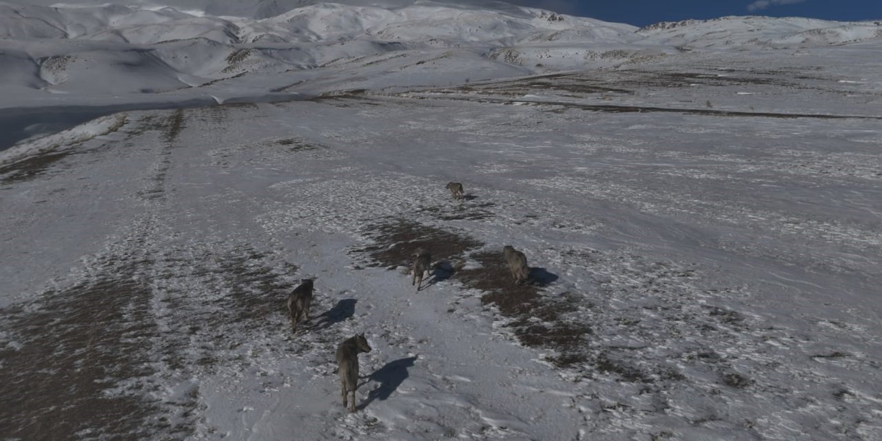Aydınlar beldesinde kurt sürüsü görüntülendi