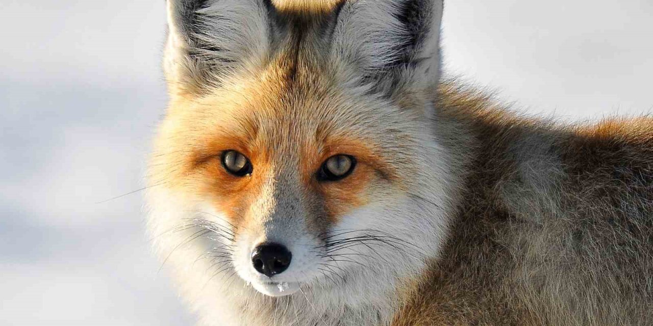 Yaban hayvanlarının yerleşim yerlerine inmesi endişelendiriyor