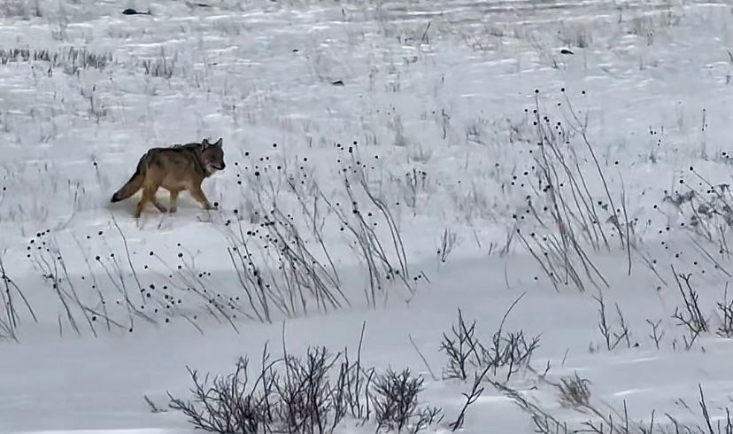 Kars’ta aç kalan kurtlar yiyecek arıyor