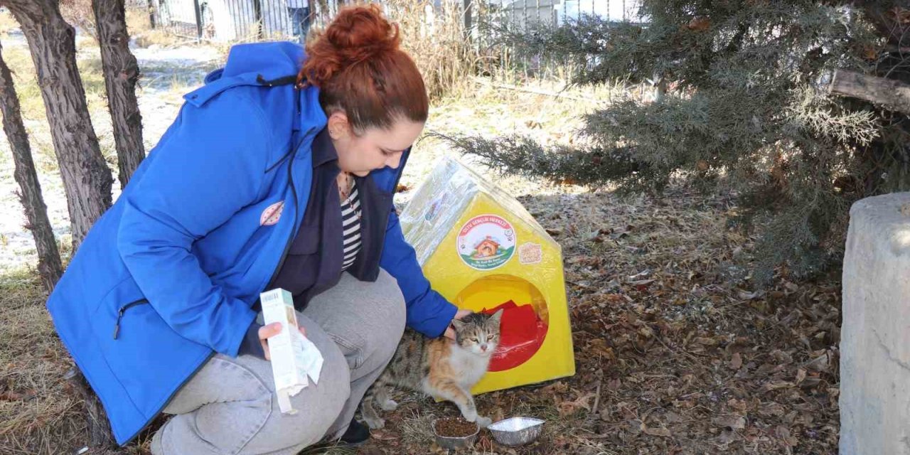 Sokak kedileri unutulmadı