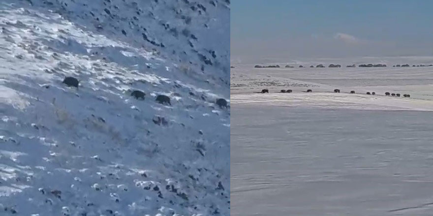 Kars’ta aç kalan yaban domuzları yerleşim yerlerine indi