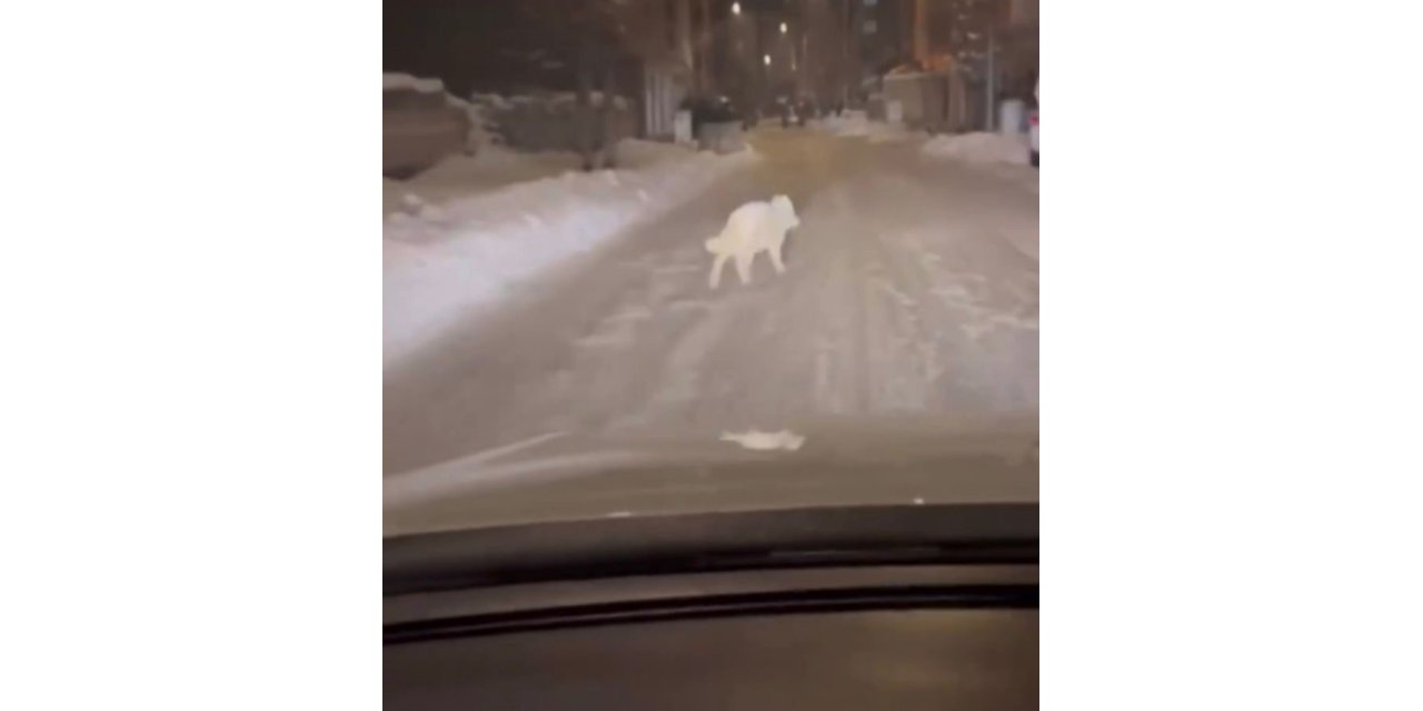 Patnos ilçe merkezinde kurt görüldü