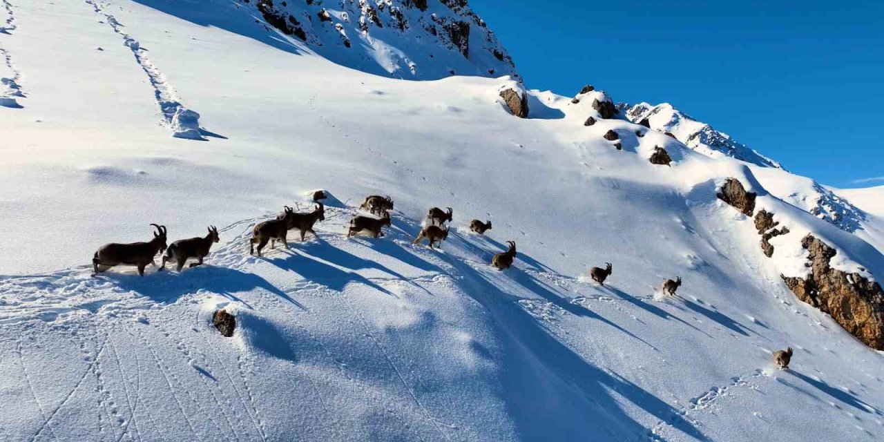 Munzur Dağları’nda yaban keçilerinin göçü havadan görüntülendi