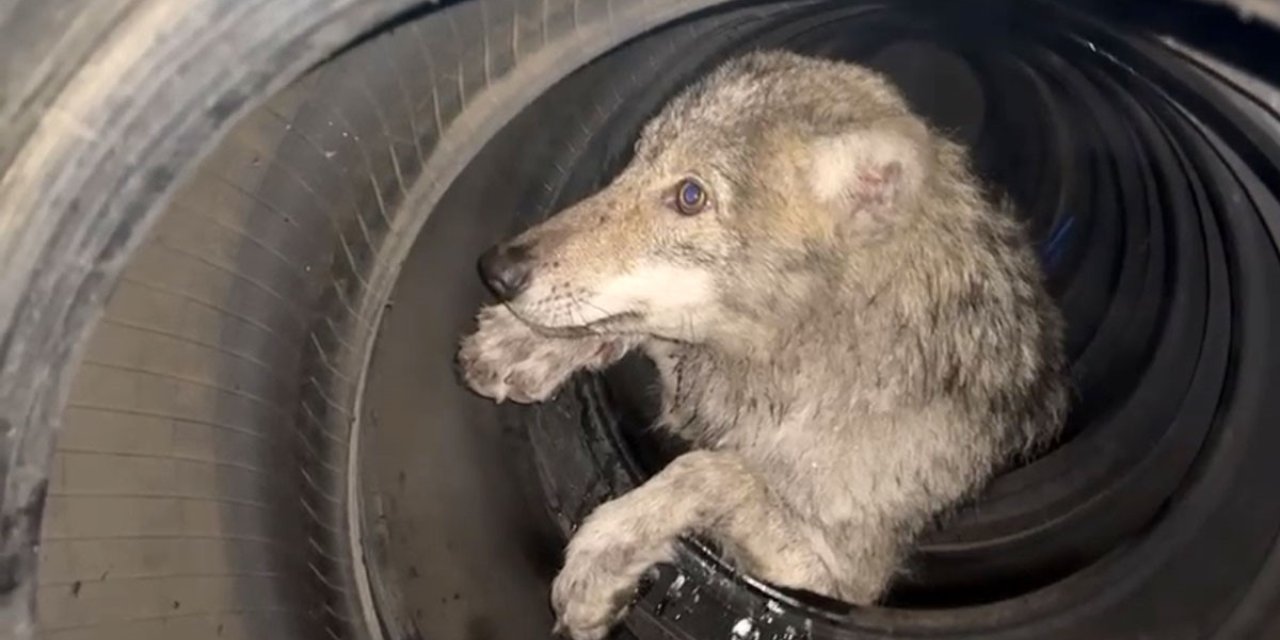 Lastikçiye giren kurt paniğe neden oldu