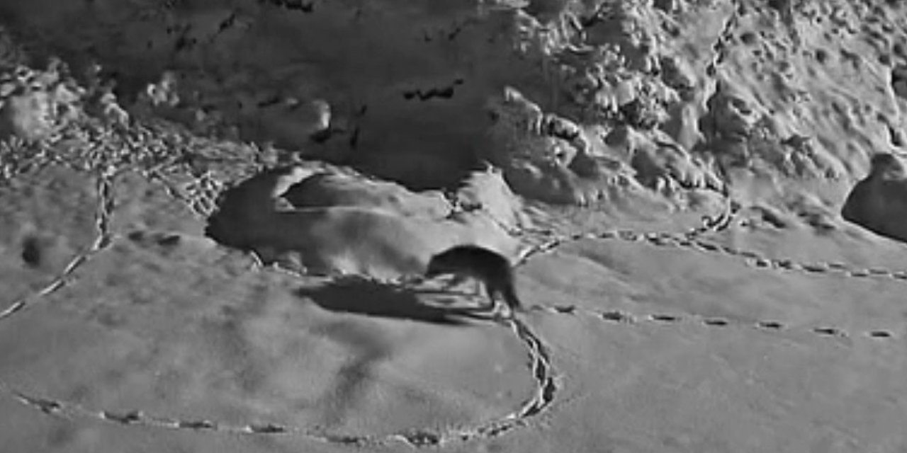 Aç kalan kurt mezraya indi