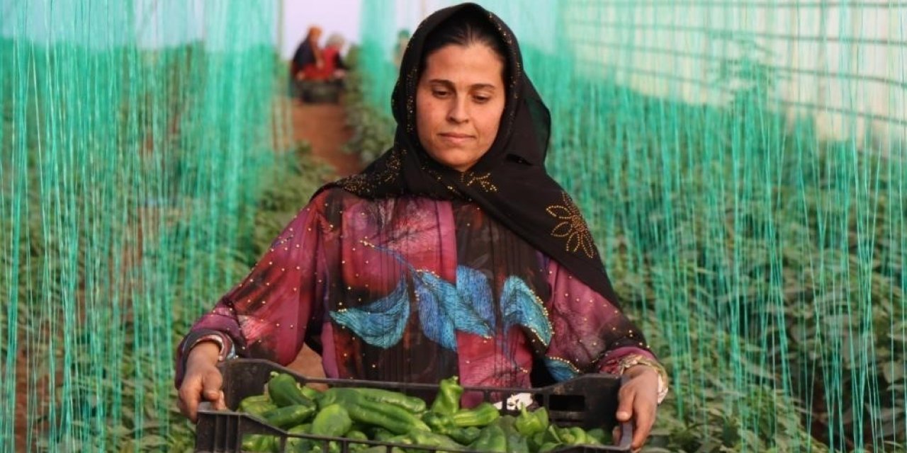 Tarım-GFE yıllık yüzde 34,24 arttı