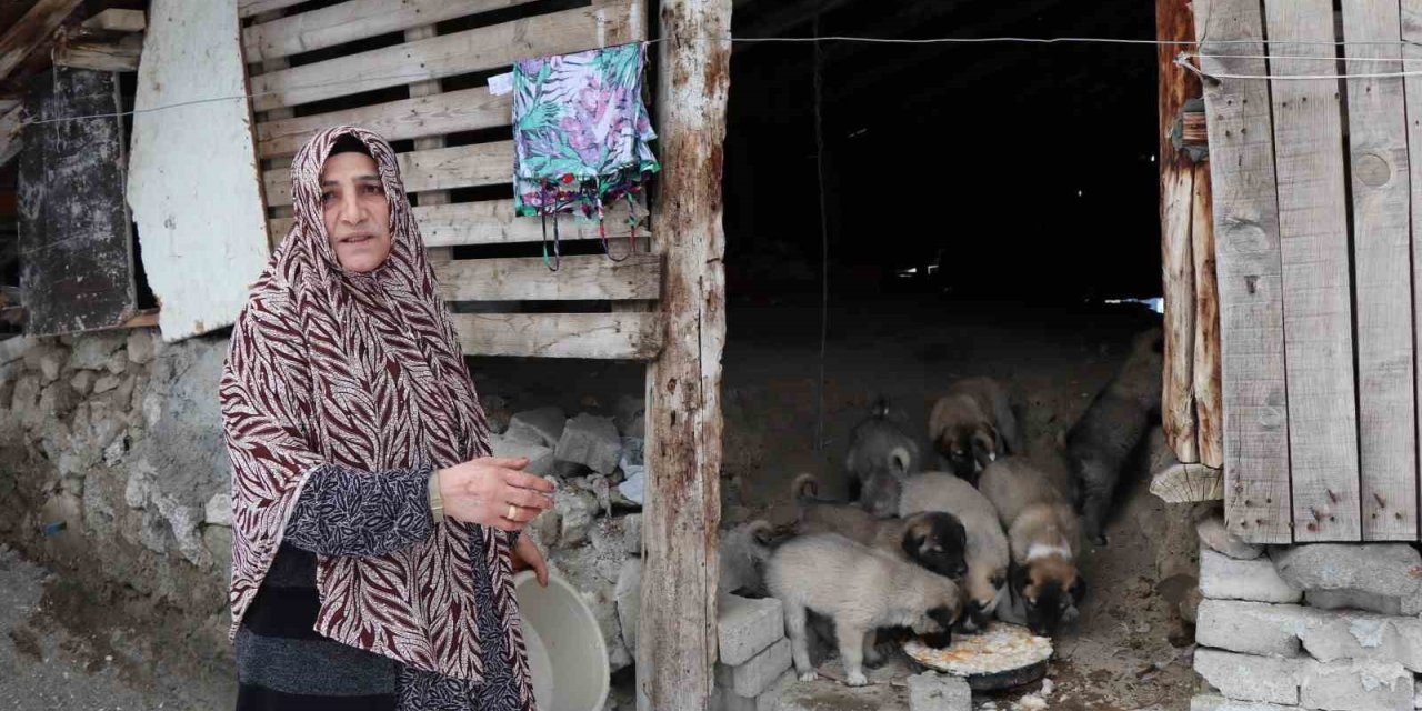Sokak köpeği 10 yavru doğurdu, sahip çıkan kadın çaresiz kaldı