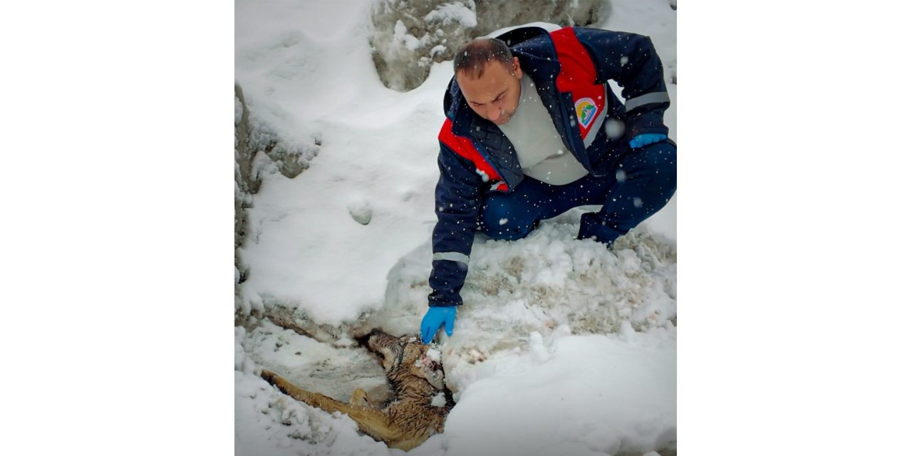 Yaralı halde bulunan kurt tedavi altına alındı