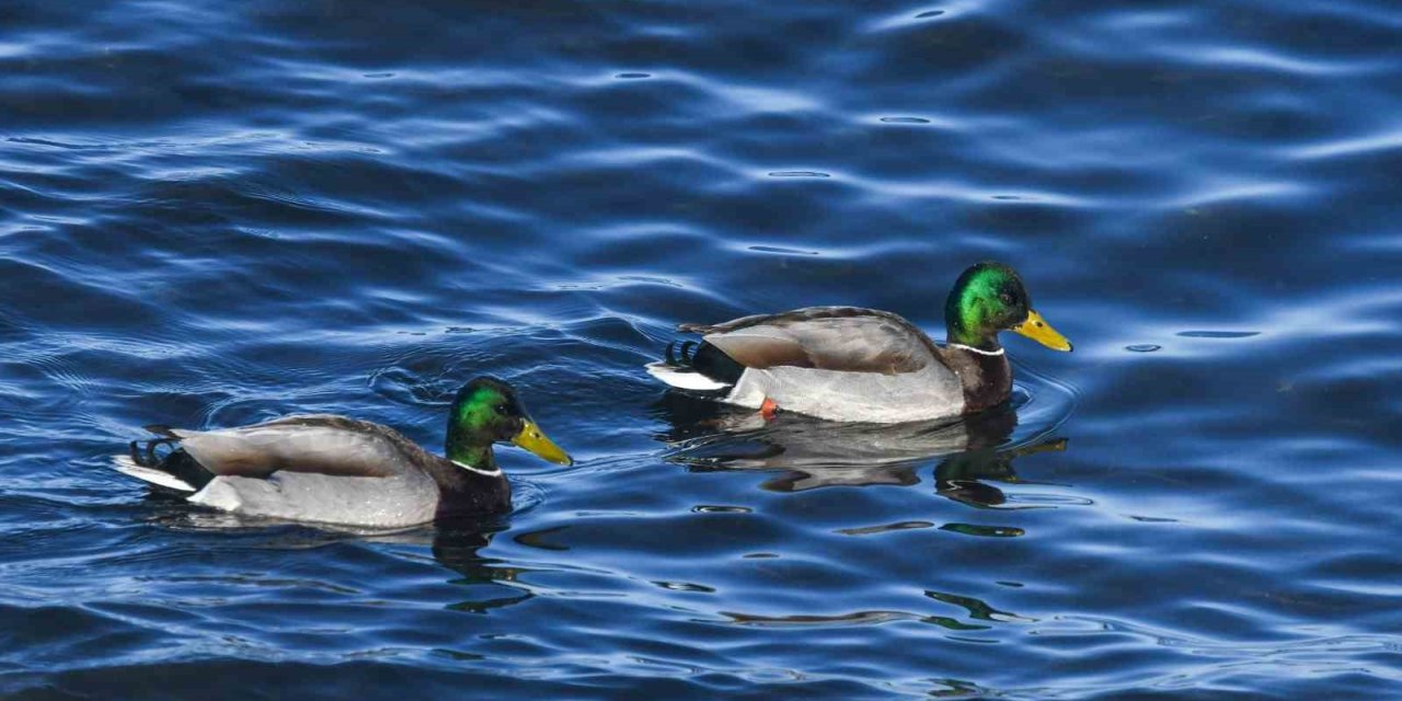 Tatvan sahilinde yeşilbaş ördekler fotoğraflandı