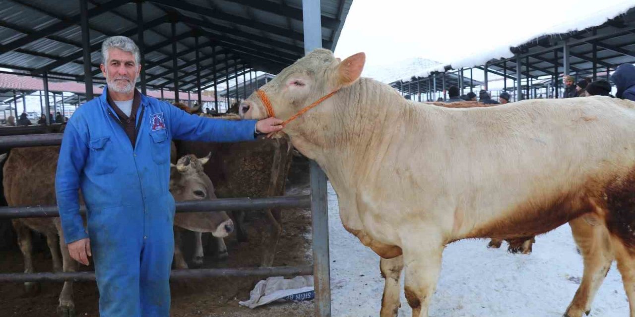 Eksi 15’de hayvan pazarı kuruldu