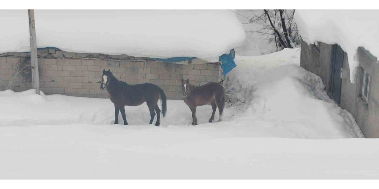 Türkiye-İran sınırında terk edilen 2 at kurtarıldı