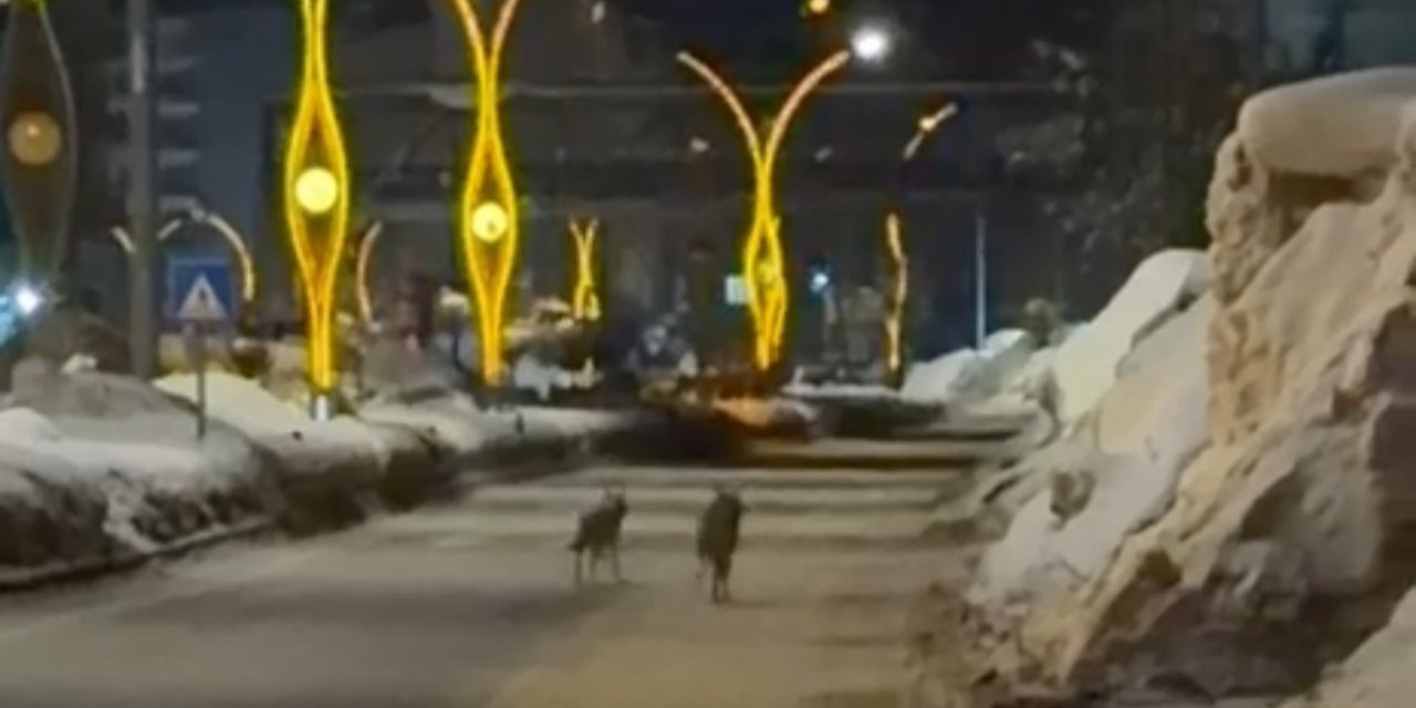 Yüksekova’da kurtlar şehir merkezine indi