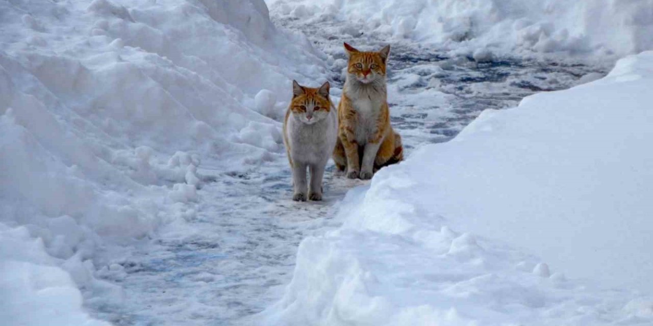 Buzlanma ve dona dikkat