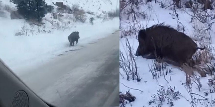 Kars’ta yol kenarında ilerleyen domuz cep telefonuyla kaydedildi