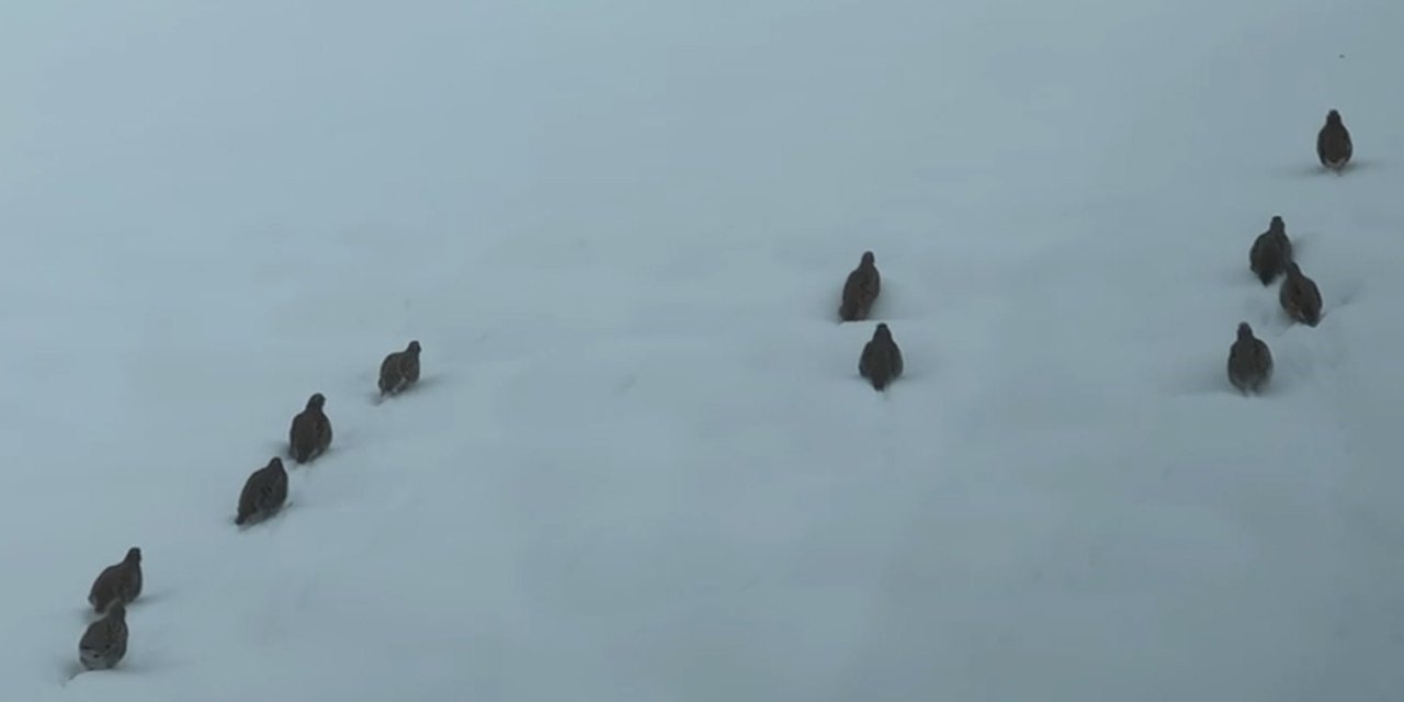 Erzincan’da keklik ve tavşan avı yasaklandı