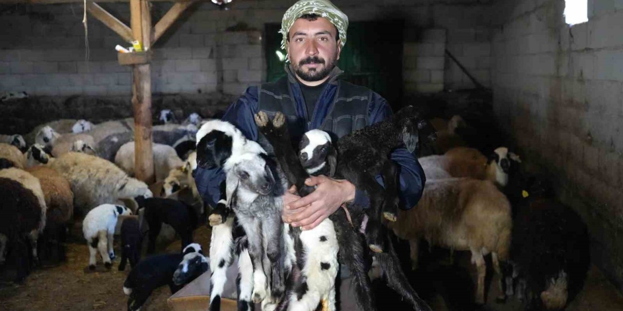 Yeni doğan kuzularla birlikte Erzincanlı besicilerde tatlı bir telaş yaşanıyor