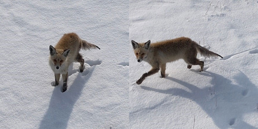 Kars’ta tilkinin dronla imtihanı: Önce baktı, sonra hızla kaçtı
