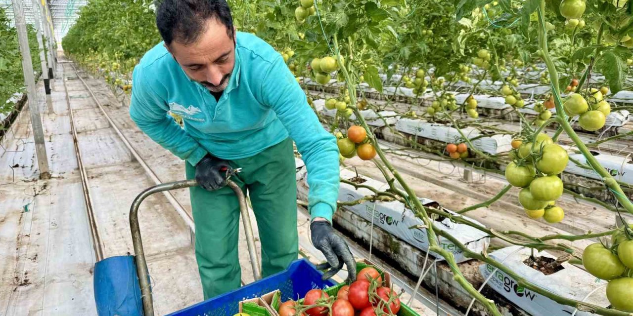 Ağrı’da, jeotermal serada üretilen ürünler Avrupa pazarına açılıyor