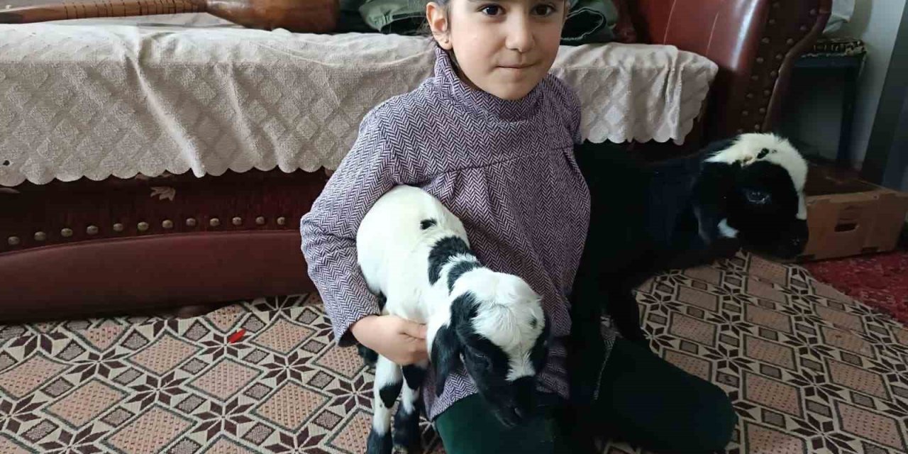 Soğuk hava kuzuları eve taşıdı: Elazığ’da yeni doğan kuzular biberonla besleniyor